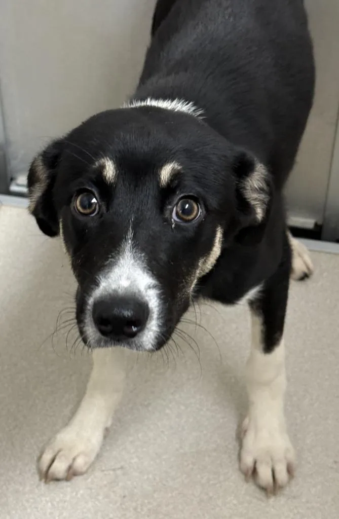 A baby medium-sized female Shepherd dog named Vanessa for adoption in Little Rock, AR