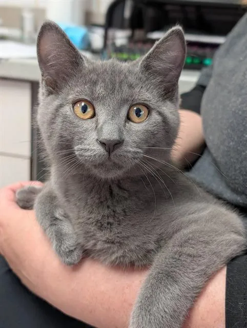 A baby medium-sized male Domestic Short Hair cat named Rocky for adoption in Canfield, OH