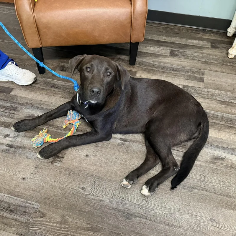 A baby large-sized female Black Labrador Retriever dog named Luna Ruffman for adoption in Andover, MA