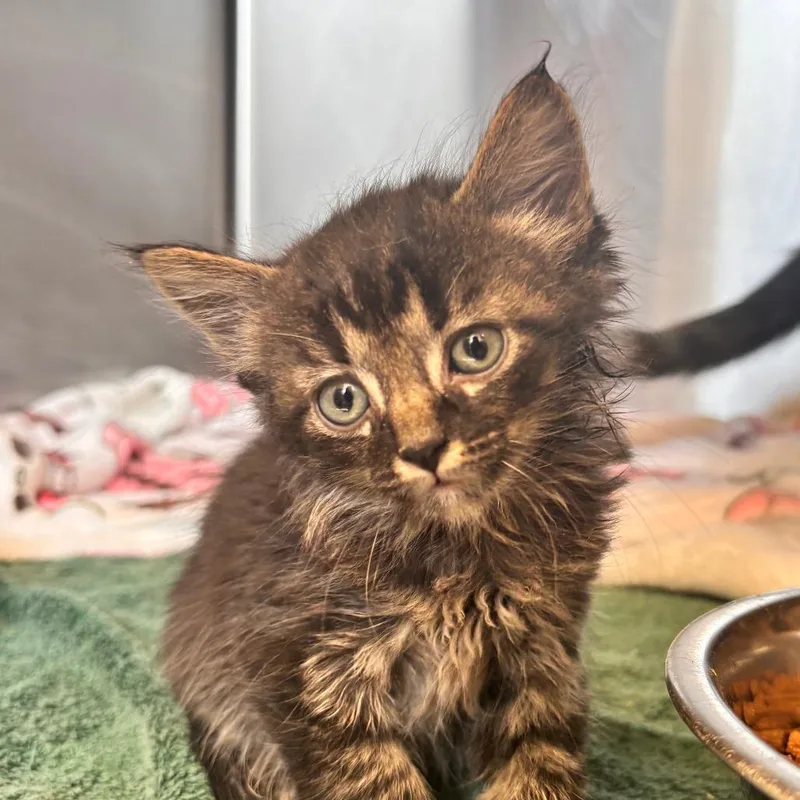 A baby small-sized male Brown / Chocolate Domestic Short Hair cat named Vroom for adoption in Lynchburg, VA