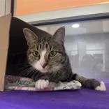 An adult medium-sized female Domestic Short Hair cat named Jenny for adoption in Hilliard, OH