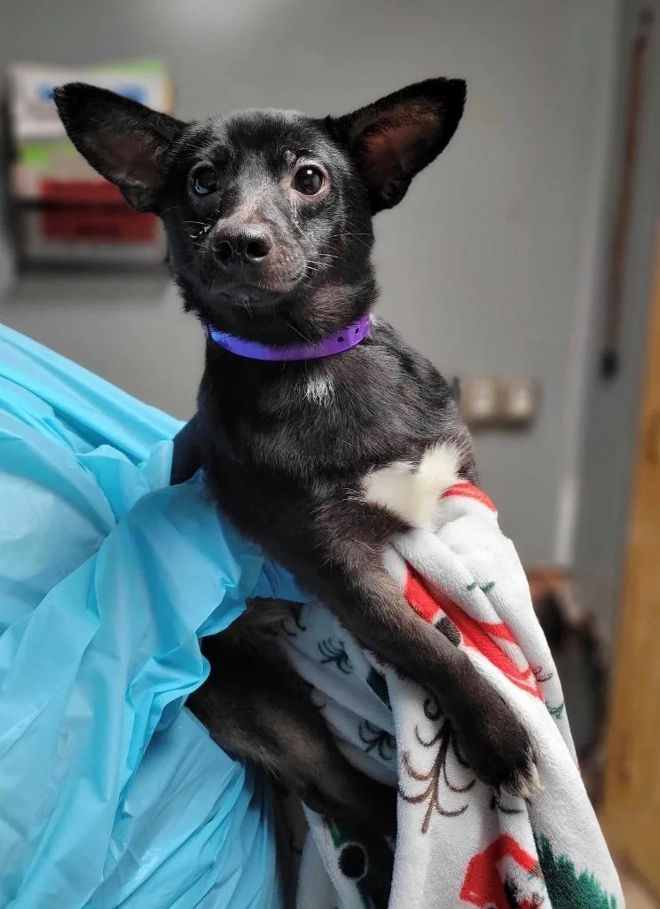 A baby medium-sized female Mixed Breed dog named Miracle Whip for adoption in Chillicothe, OH