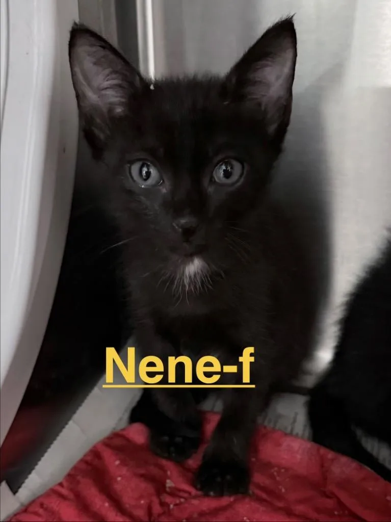 A baby small-sized female Domestic Short Hair cat named Nene for adoption in Brookhaven, MS