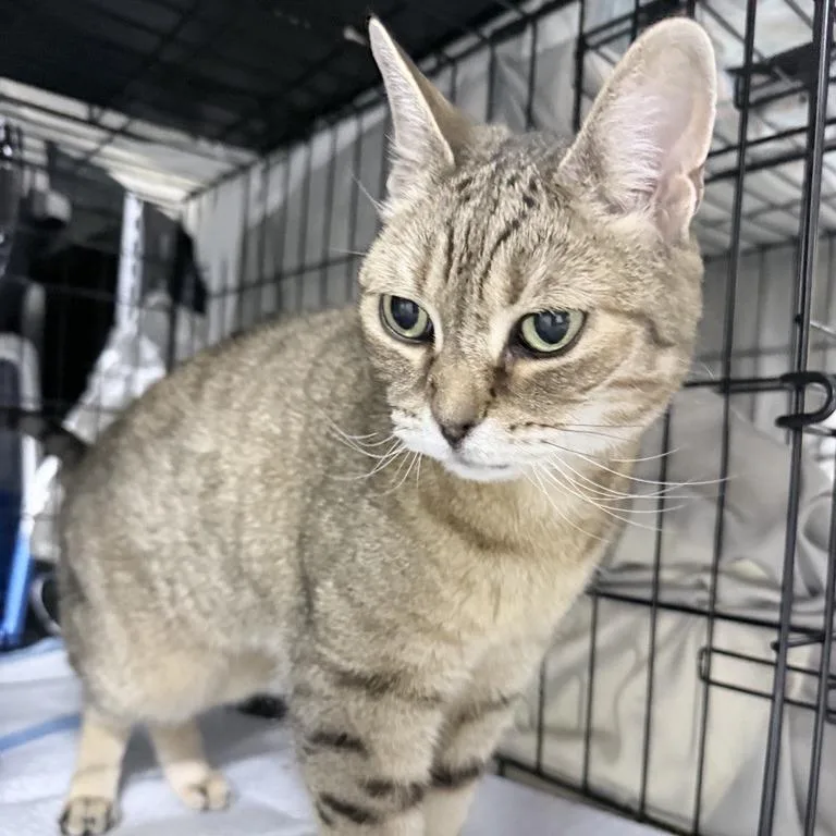 A senior medium-sized female Brown / Chocolate Domestic Short Hair cat named Fay for adoption in New York, NY
