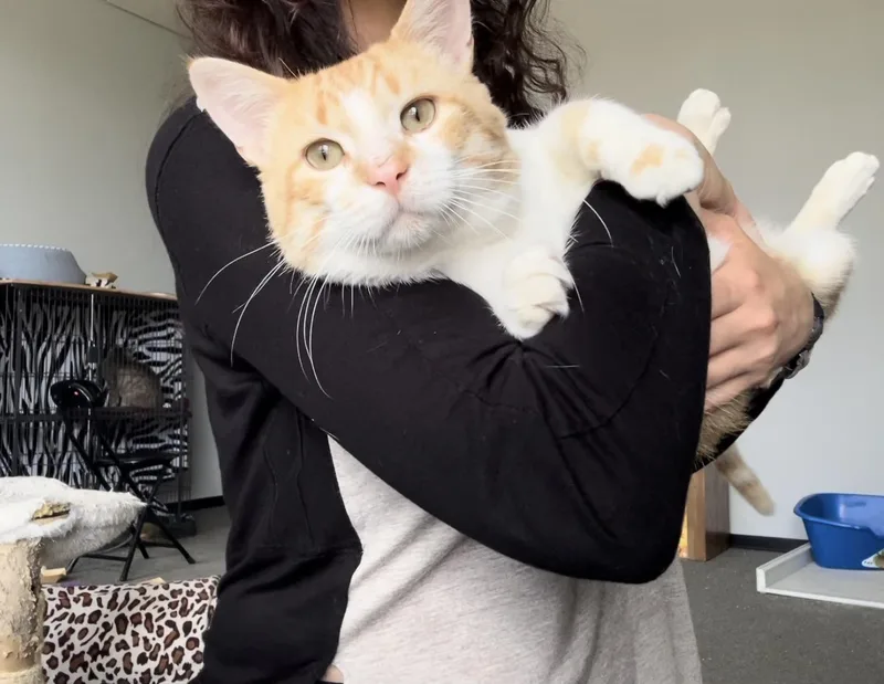 An adult large-sized male Orange & White Domestic Short Hair cat named Luka Lovebug for adoption in Oak Park, MI