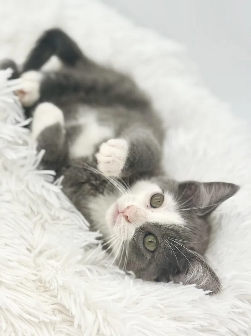 A baby medium-sized male Gray & White Russian Blue cat named Great Divide for adoption in Covington, LA