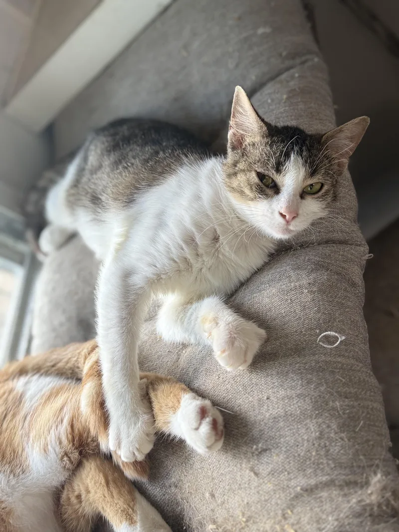 A young medium-sized female White Domestic Short Hair cat named Tinkerbell for adoption in Royalton, IL