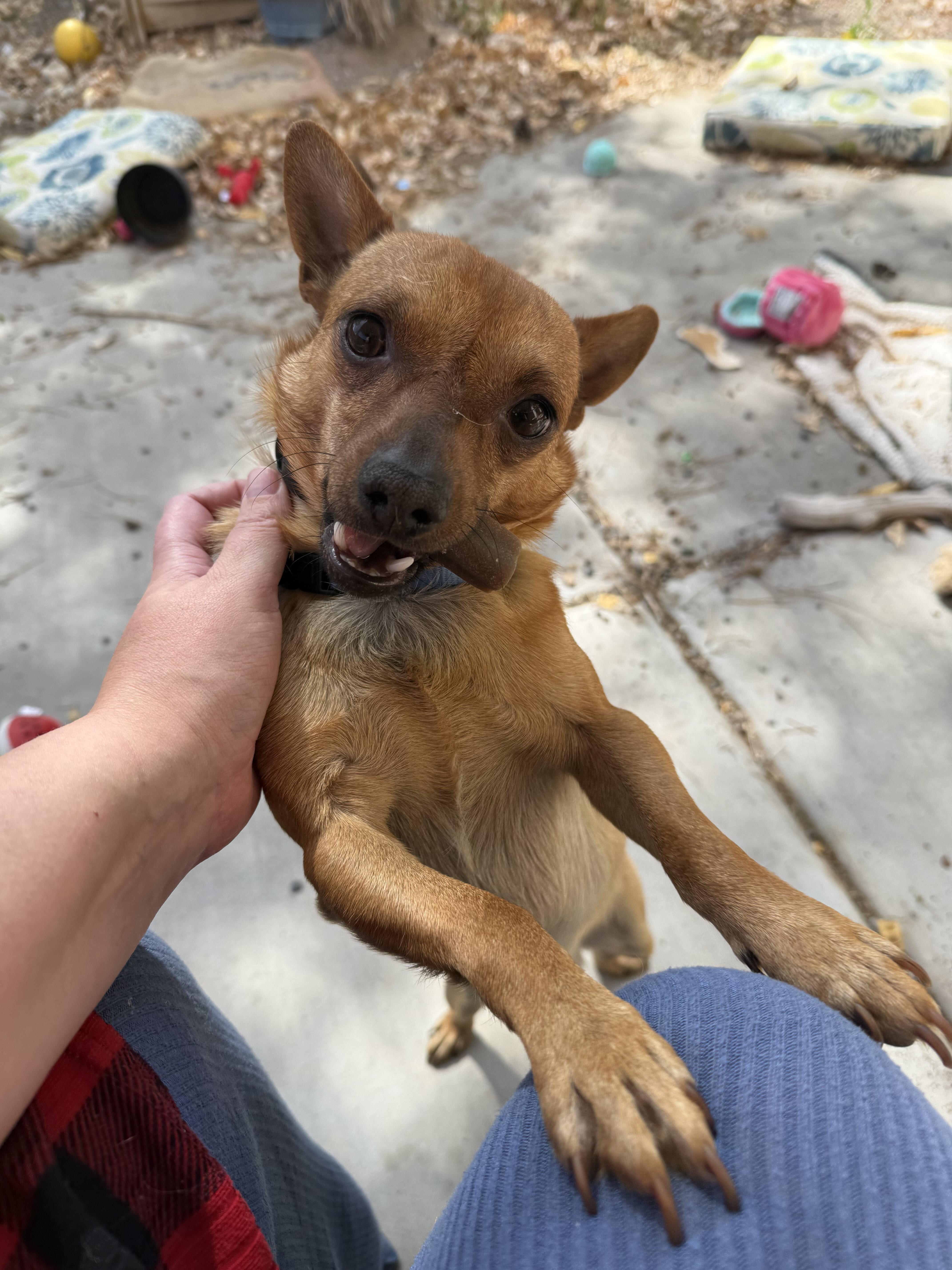 An adult small-sized male Brown / Chocolate Chihuahua dog named Honcho for adoption in Albuquerque, NM