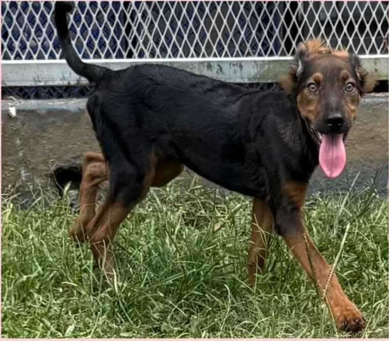 A young medium-sized female Australian Kelpie dog named Holly for adoption in Virginia Beach, VA