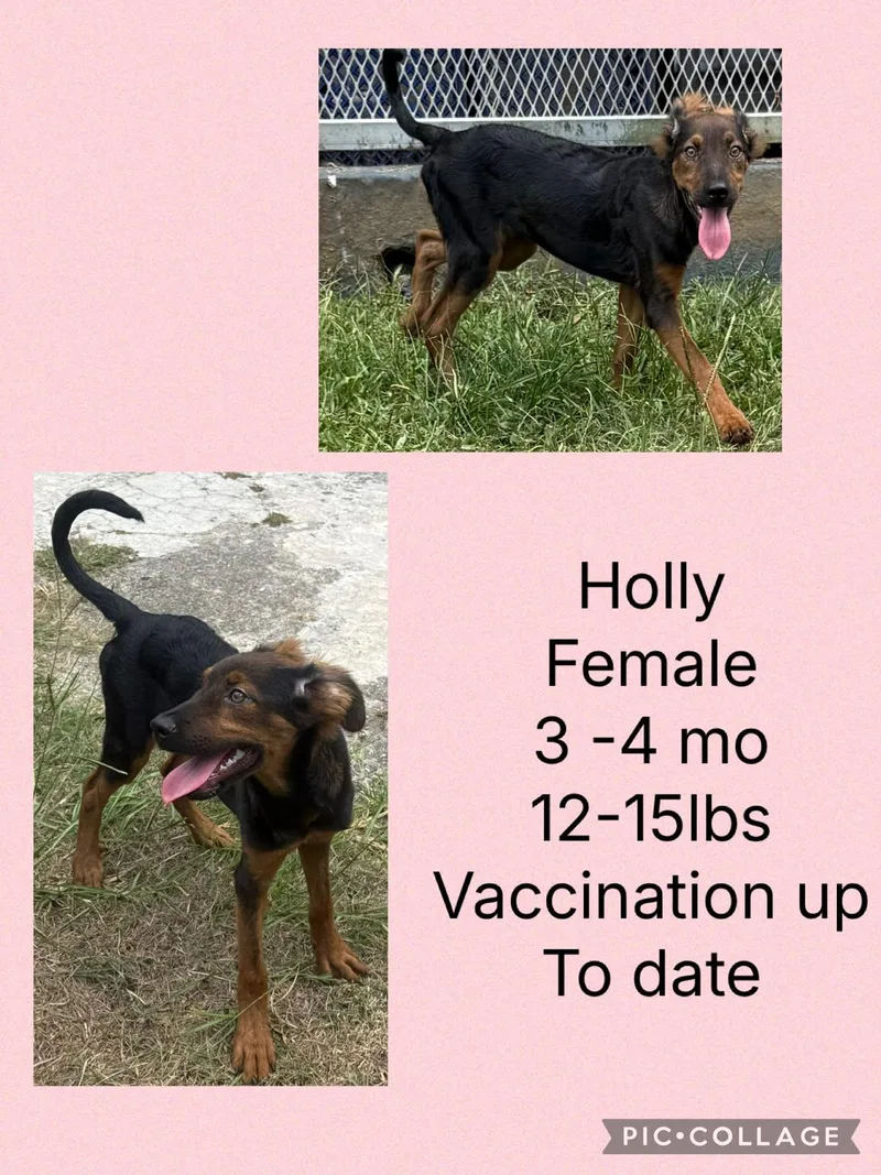 Holly thumbnail 2
