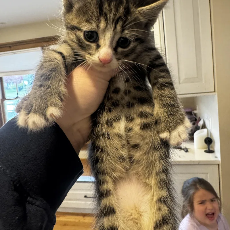 A baby medium-sized female Tabby (Brown / Chocolate) Domestic Short Hair cat named Lumi for adoption in Moriches, NY