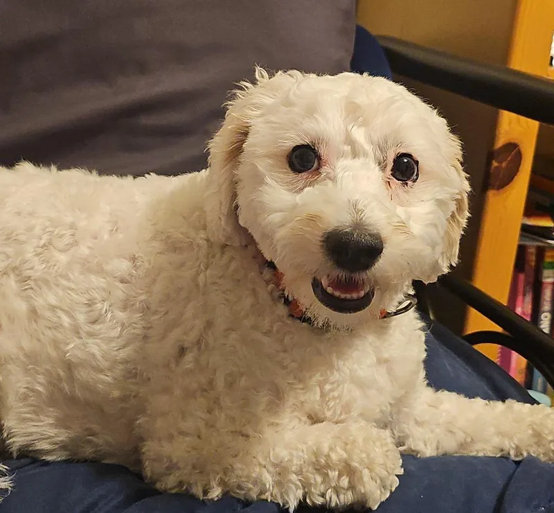 A young medium-sized female Poodle dog named Cookie for adoption in Indianola, IA