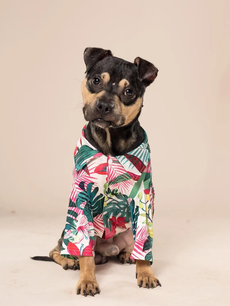 An adult medium-sized male Miniature Pinscher dog named Kirby for adoption in Atlanta, GA