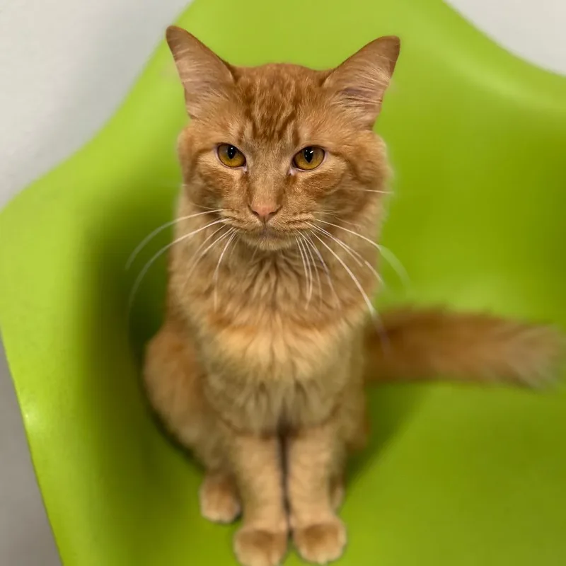 An adult large-sized male Orange / Red Domestic Long Hair cat named Indicat for adoption in Decatur, GA