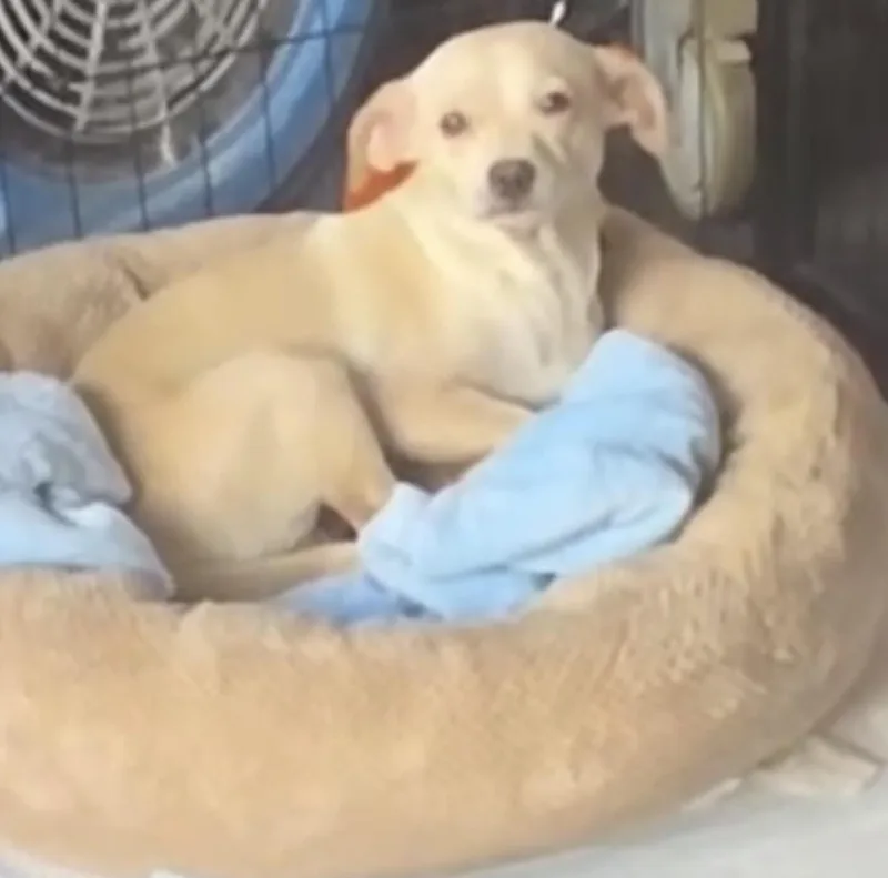 An adult small-sized female White / Cream Chihuahua dog named Dolly for adoption in San Diego, CA