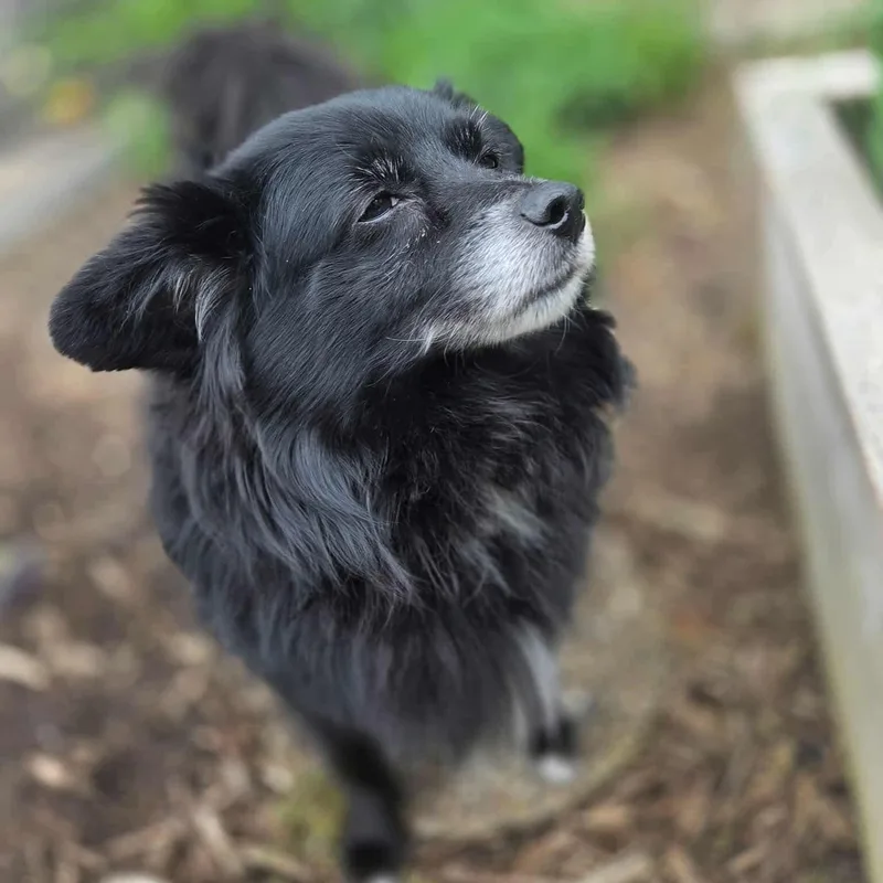 An adult small-sized male Pomeranian dog named River for adoption in Westland, MI
