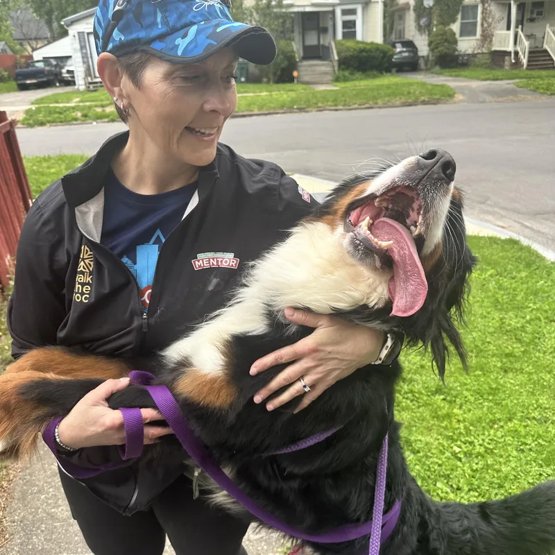 A young large-sized male Tricolor (Brown, Black, & White) Bernese Mountain Dog dog named Brownie for adoption in Rochester, NY