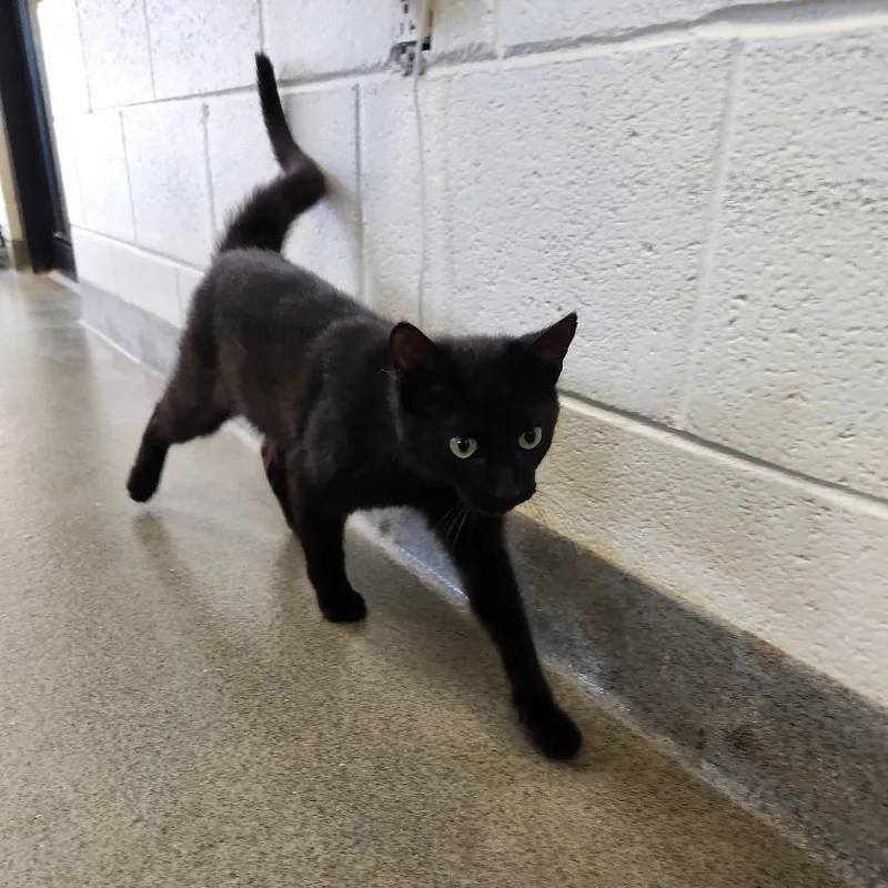 A young small-sized male Black Domestic Short Hair cat named Felix for adoption in Rocky Mount, VA