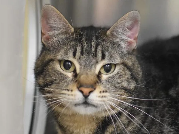 A young medium-sized female Domestic Short Hair cat named Dana for adoption in Portland, OR
