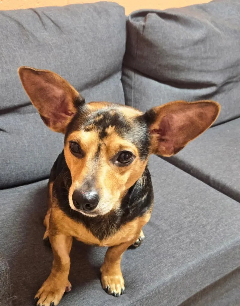 An adult medium-sized male Chihuahua dog named Dobbie for adoption in Chickamauga , GA