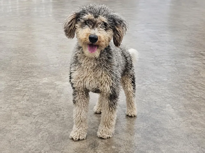 A young medium-sized female Yellow / Tan / Blond / Fawn Aussiedoodle dog named Maggie for adoption in Logansport, IN