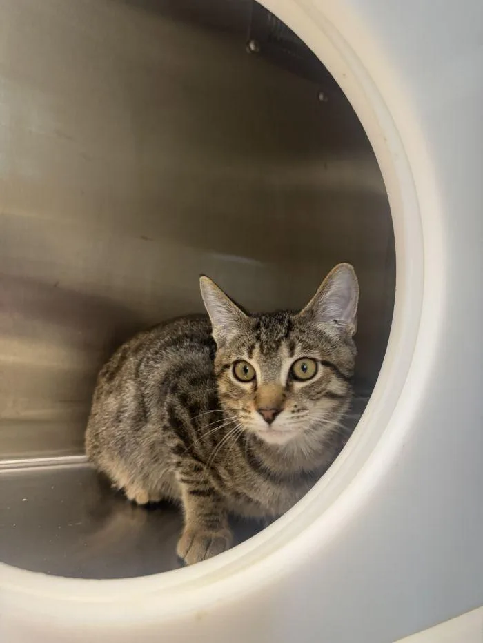 A young small-sized male Domestic Short Hair cat named Robert Purrwin for adoption in Hilton Head Island, SC