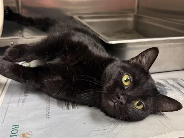 A young small-sized female Domestic Short Hair cat named Stratus for adoption in Olivette, MO