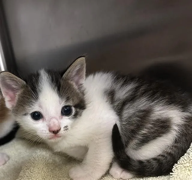 A baby small-sized male Domestic Short Hair cat named Cookies & Cream for adoption in Statesville, NC