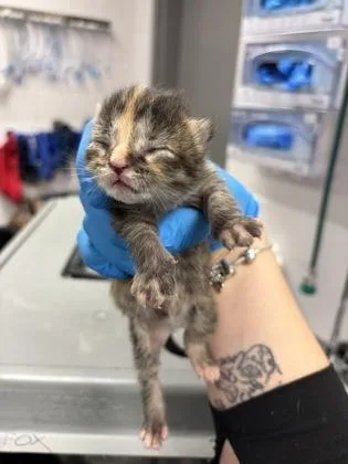 A baby small-sized female Domestic Short Hair cat named Jo for adoption in Gastonia, NC