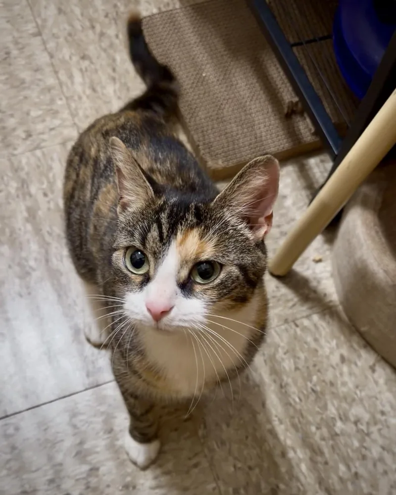 A young medium-sized female Torbie Domestic Short Hair cat named Phoebe for adoption in Worcester, MA