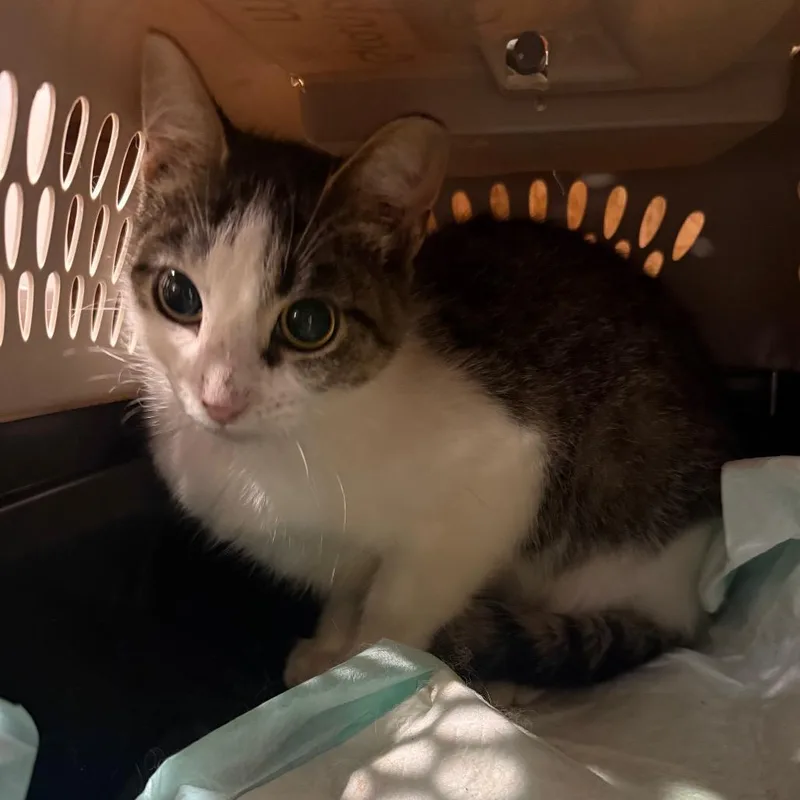 A young medium-sized female Brown / Chocolate Domestic Short Hair cat named Davina AKA Mills A for adoption in Granby, MO