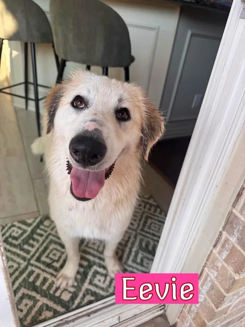 A young large-sized female Great Pyrenees dog named Pearl for adoption in Keller, TX