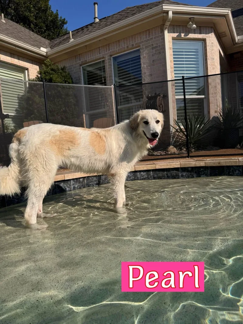Pearl thumbnail 2