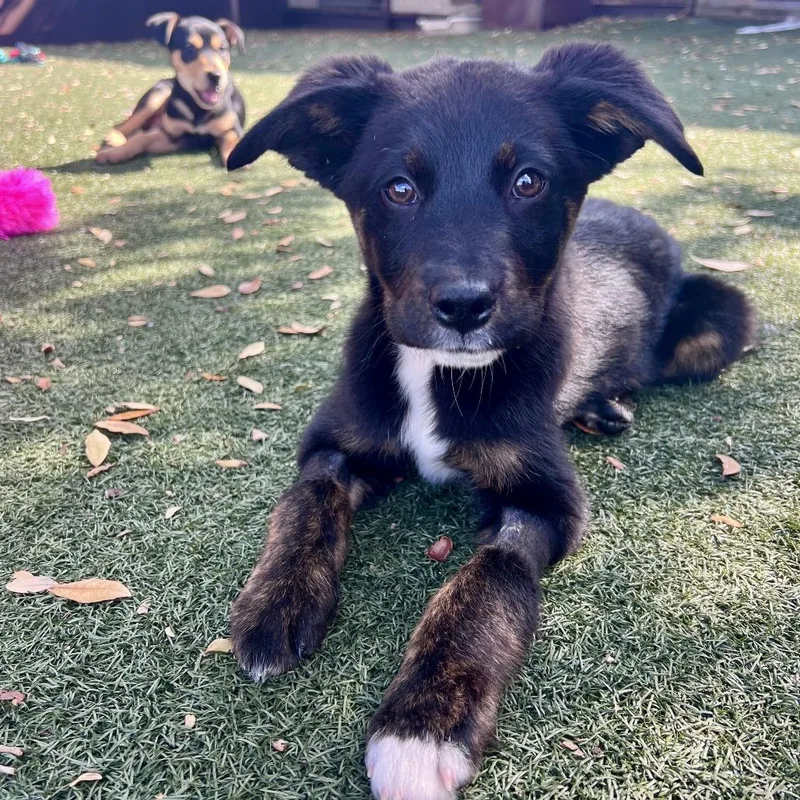 A baby small-sized female Black Black Labrador Retriever dog named Lorelai for adoption in Austin, TX