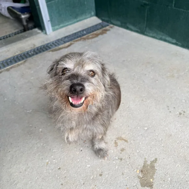 An adult small-sized male Gray / Blue / Silver Wirehaired Terrier dog named Smirk for adoption in Carencro, LA