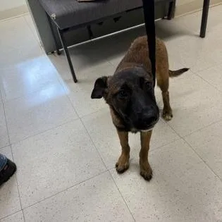 A baby medium-sized male Yellow / Tan / Blond / Fawn Belgian Shepherd / Malinois dog named Mario for adoption in Binghamton, NY
