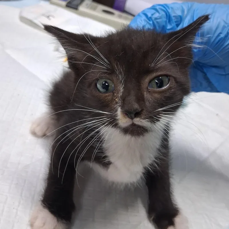 A baby small-sized male Black Domestic Short Hair cat named Kyrie for adoption in Summerville, SC