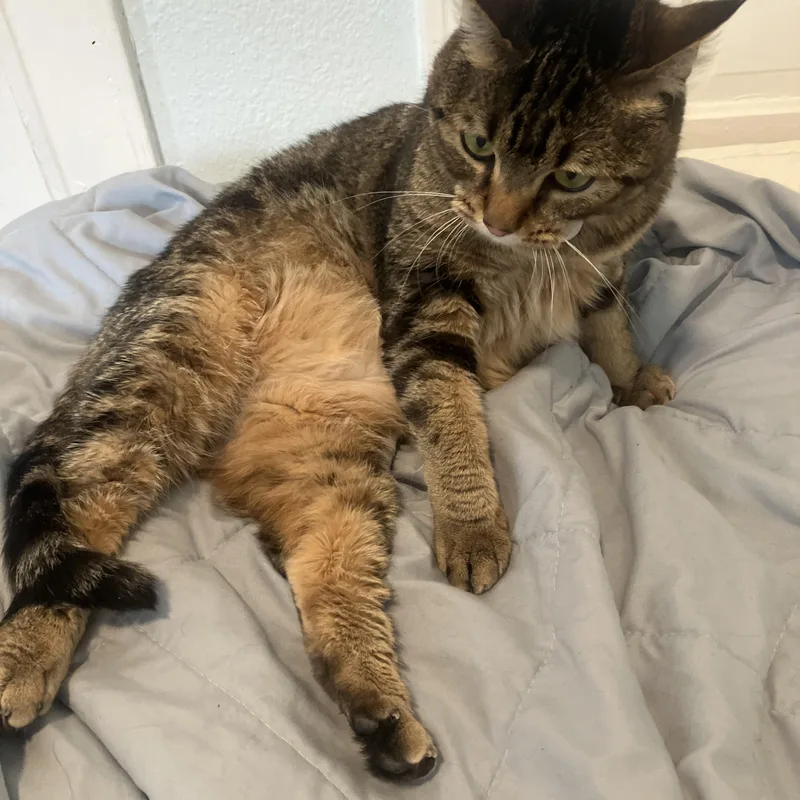 Iris One Smart Cookie! thumbnail 2