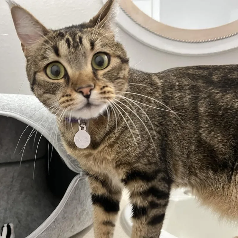 Iris One Smart Cookie! thumbnail 3