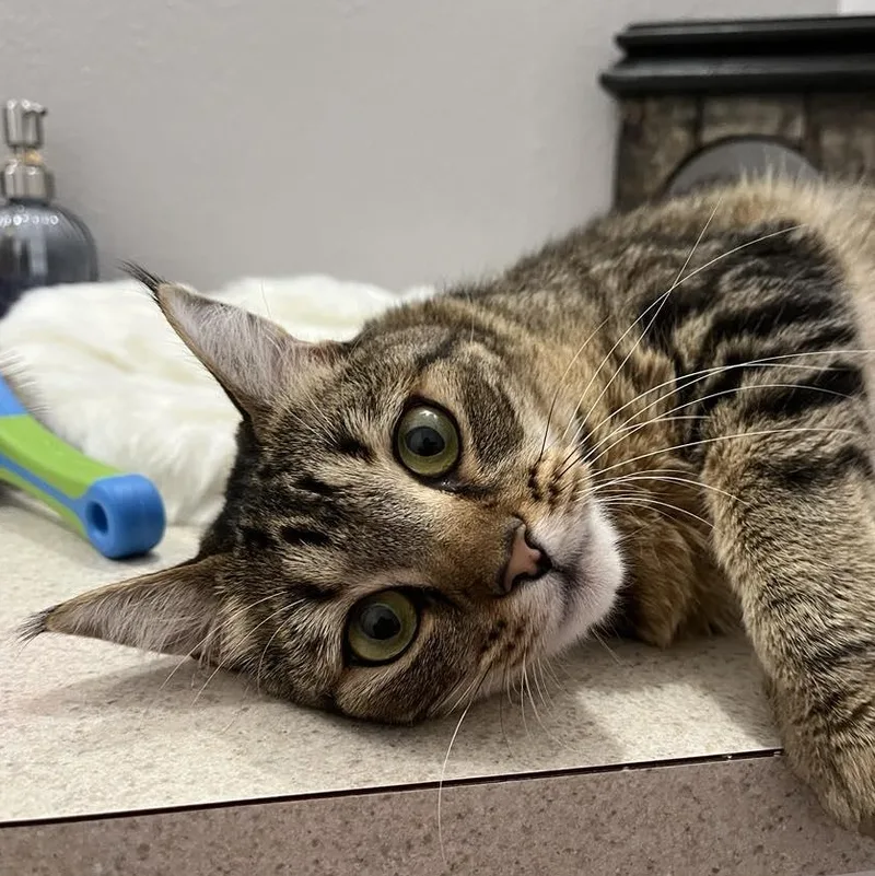 Iris One Smart Cookie! thumbnail 4