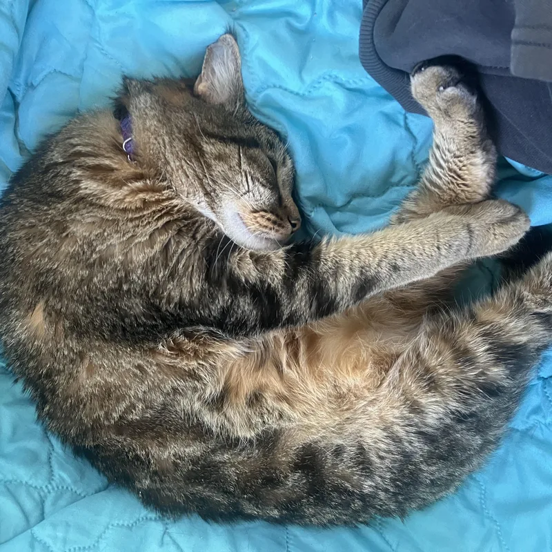 Iris One Smart Cookie! thumbnail 5