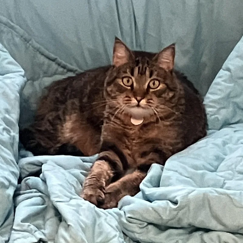 Iris One Smart Cookie! thumbnail 6