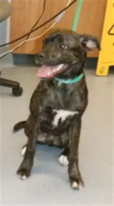 A baby small-sized male Pit Bull Terrier dog named Bully for adoption in San Jose, CA