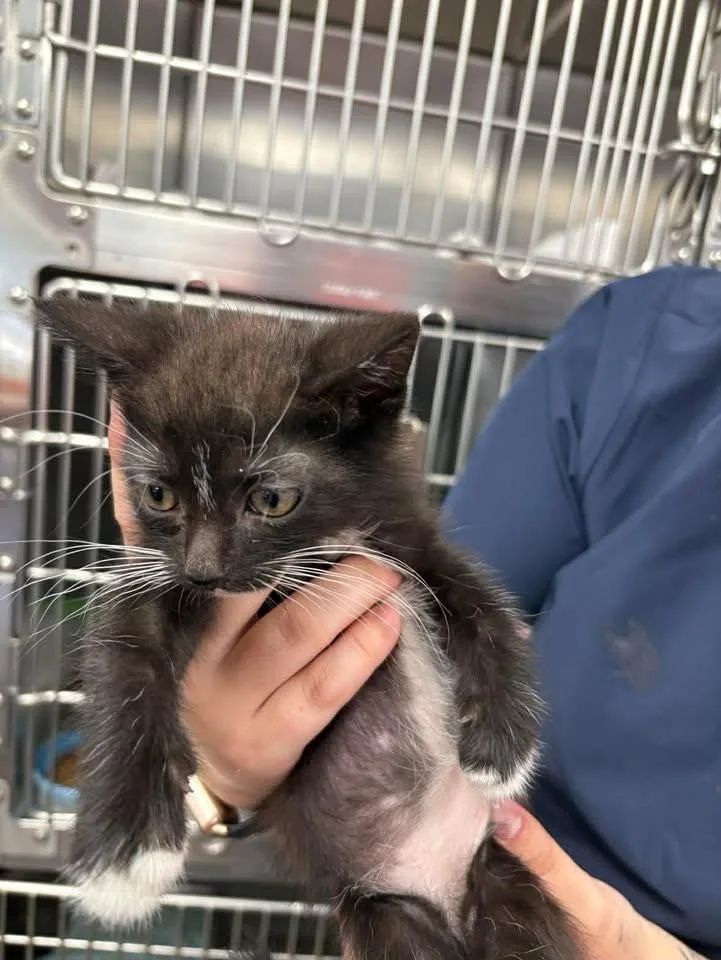 A baby small-sized female Domestic Short Hair cat named Bandita for adoption in Lavonia, GA