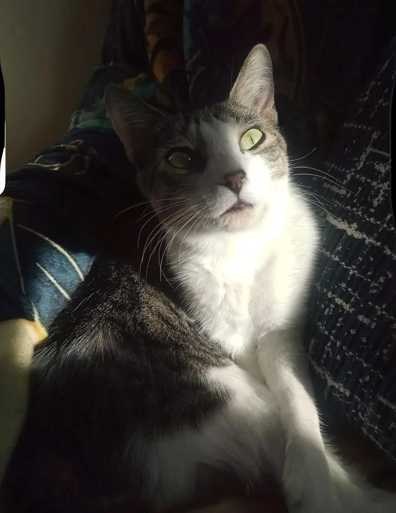 A young small-sized female White Tabby cat named Pandora for adoption in Warren, CT