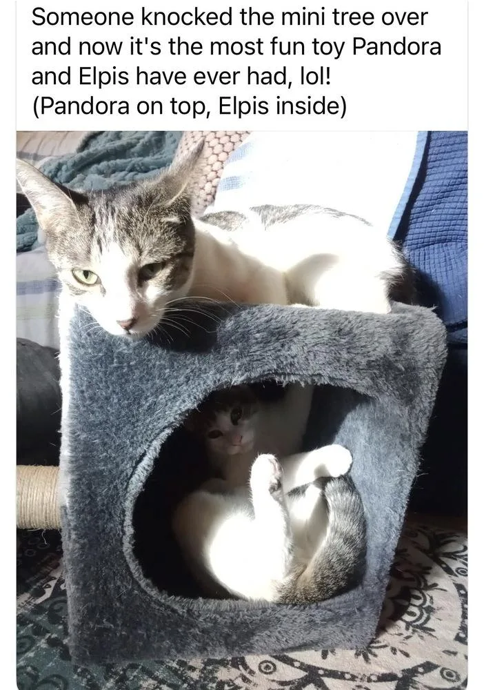 Pandora thumbnail 3