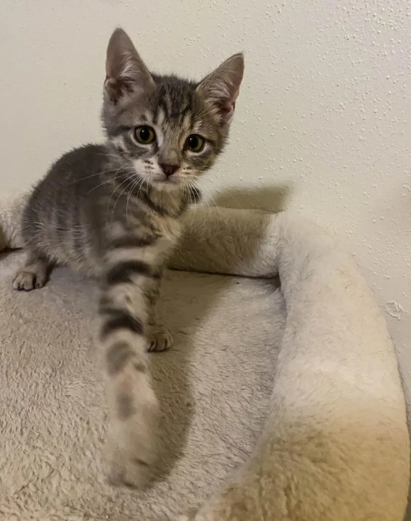 A baby small-sized female Domestic Short Hair cat named Perfuma for adoption in San Antonio, TX