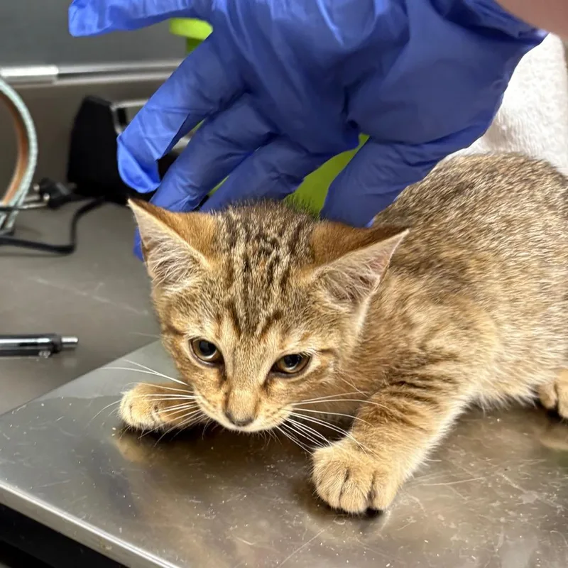 A baby small-sized female Brown / Chocolate Domestic Short Hair cat named Ickis for adoption in Columbus, GA