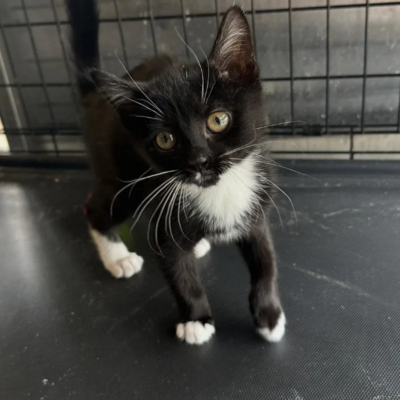 A baby small-sized female Black Domestic Short Hair cat named Margie for adoption in Wappingers Falls, NY
