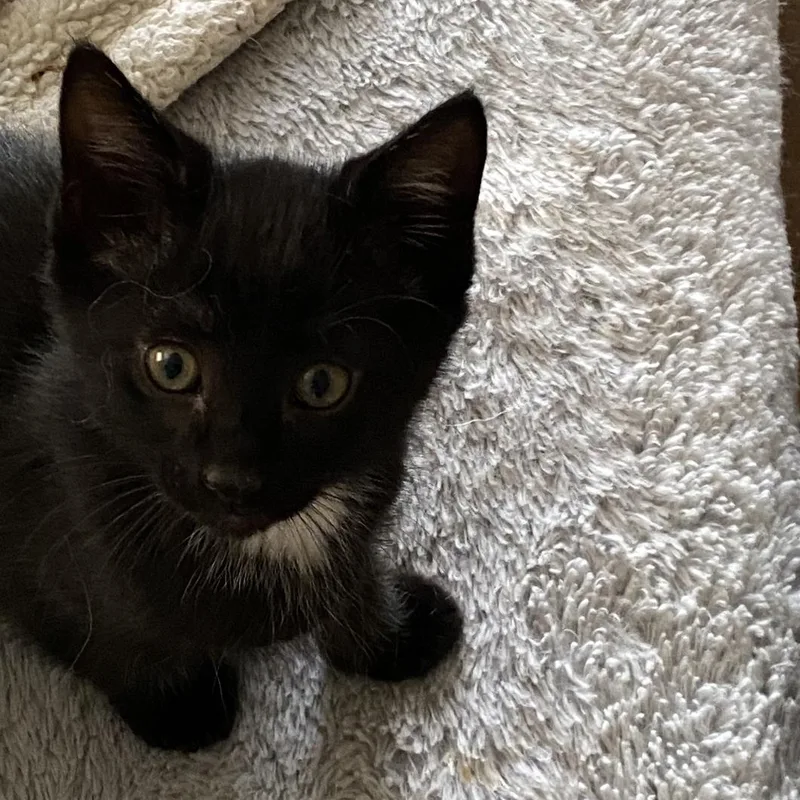 A baby medium-sized male Black Domestic Short Hair cat named Marshall for adoption in Omaha, NE